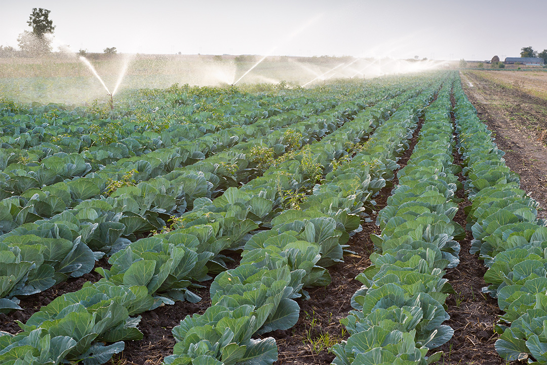 fertilizantes com magnésio